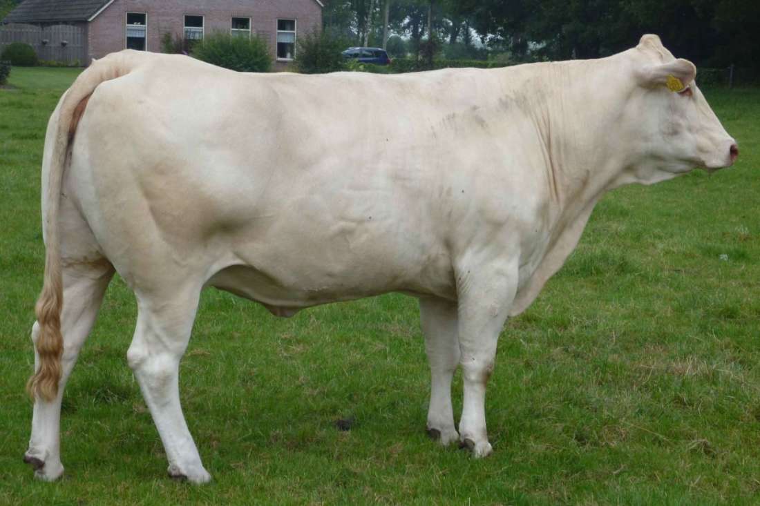 Allet (Pietro x Pivolet)pref.stamm. - fok.-eig. R.Wiekema