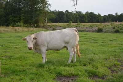 Dochter van Anton (Inedit x Fallou)