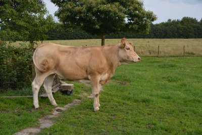 Dochter van Vacherin x Anton