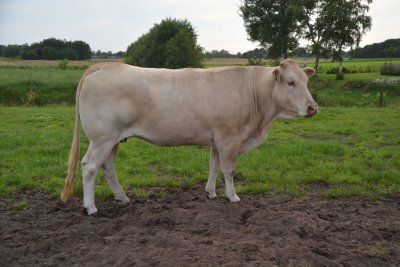 Dochter van Tilbury x Riemer (Arlequin)