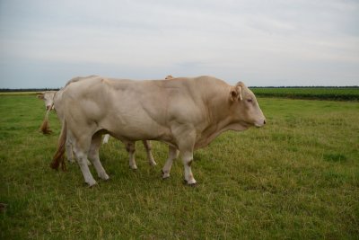 Dekstier Icarius (Buffalo-Taolenn x Dame Blanche-Amadeus) gefokt door Vof Rutjes-Sluiter