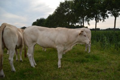 Dochter van Houston (Barbes x Aurora) uit Anton moeder