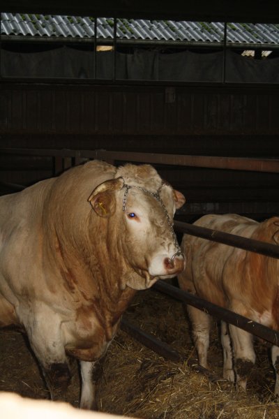 Stier Helicon