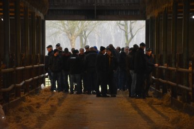 Naar de stierenopfokstal