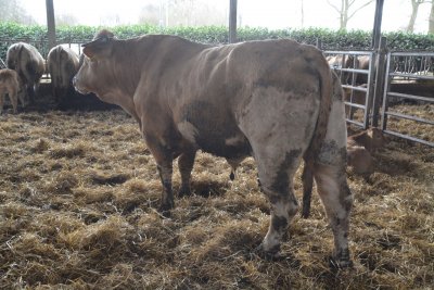 BAC Hendrik in zijn werkhemd