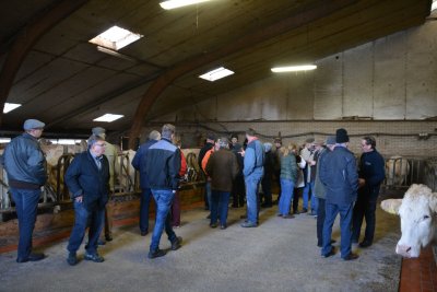 Ligboxenstal voor droge koeien en koeien met oudere kalveren