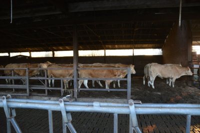 Deze vaarzen worden gedekt met de eerste hoornloze stier in België (GG Hinault-Azure x EHG Freja Pp- -GG Asterix F