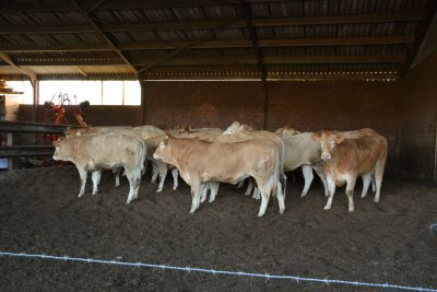 Pinken worden gedekt door de stier Jeannot 