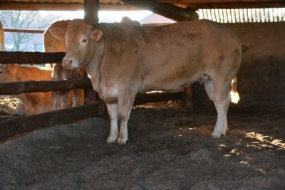 Koe Jacolien (V. Vacherin)