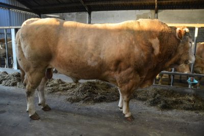 Stier Jambon (Dustin-Brocolli x Elle-Aligo)fok. Earl Maupetit en vorige eigenaar Earl Pin