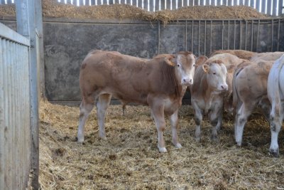 De twee stieren links zijn nakomelingen van BAC Jade