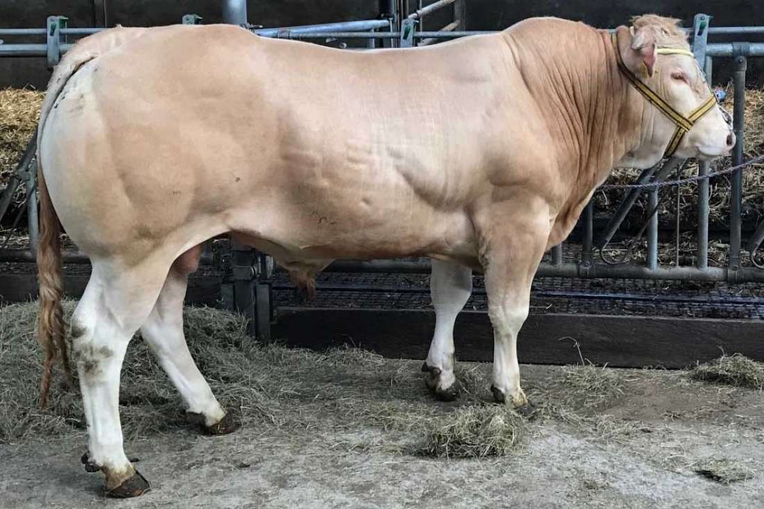 Prince (Horfe x Illusion (fok.H.Stegeman - eig.R.Wiekema